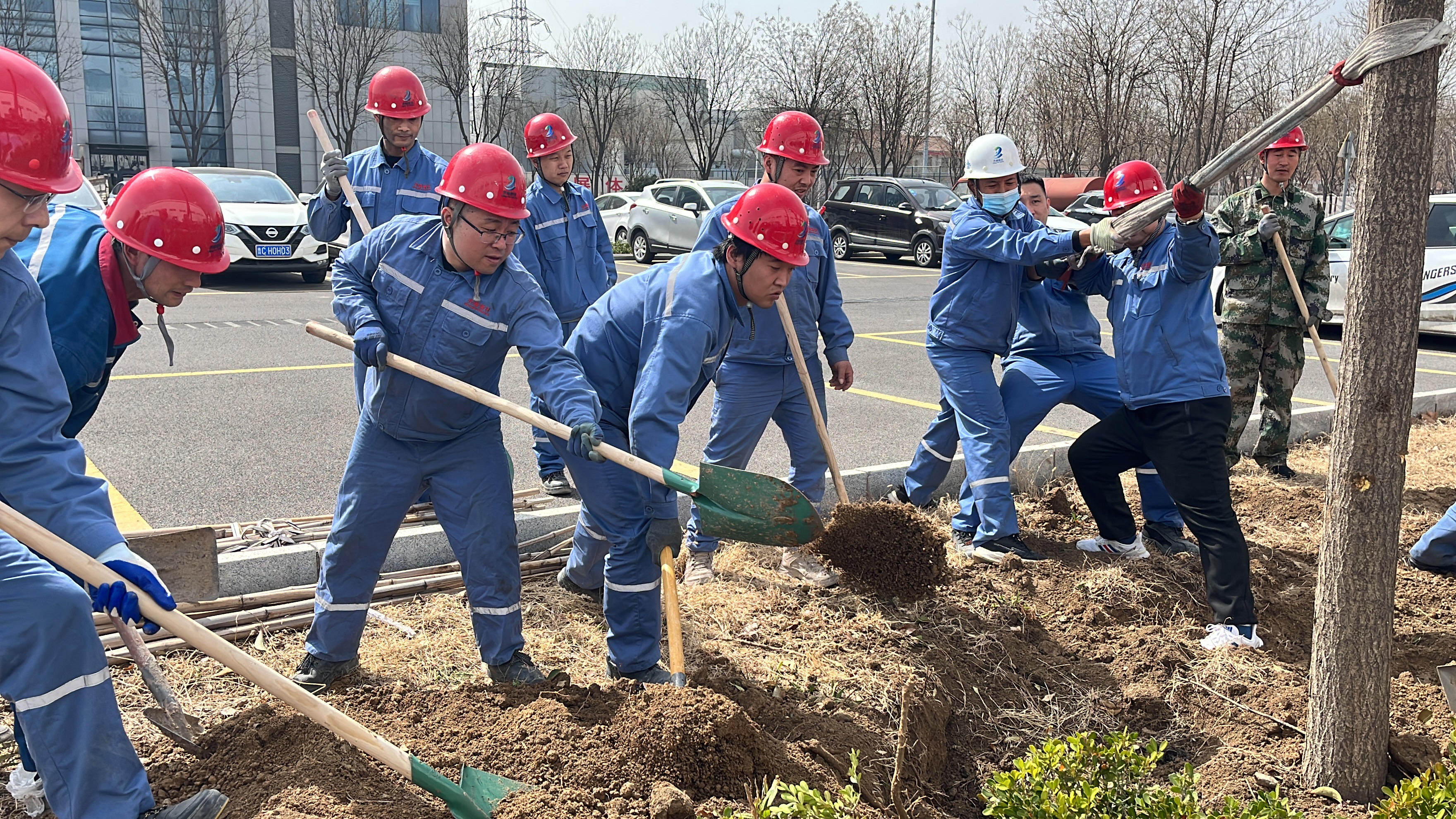 2025年3月12日植樹(shù)節(jié)干部職工移栽國(guó)槐、女貞等樹(shù)木145顆